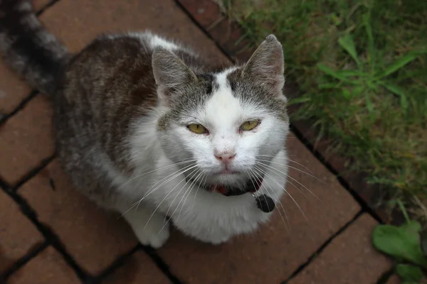 Beyaz gri bir kedi yukarı bakıyor. Yemeğini bekleyen bir kedi. Hayvan yorgun görünüyor..