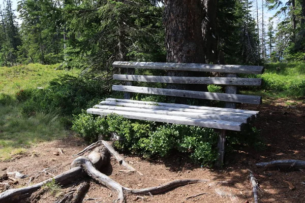 A wooden bench in the middle of the forest. A place to relax. The roots of the tree. Blueberry bushes. Summer sunny day.