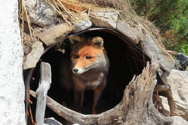 The fox looks out of the hole.