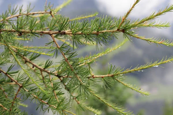 Coniferous larch branch with water drops after rain. Nature background.