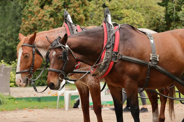 Close-up view of harnessed horses. Two brown horses. Horse harnesses.