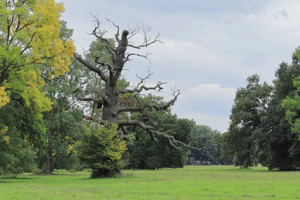 Lednice Valtice地区 城堡花园里一棵有300年历史的橡树 落叶树 — 图库照片