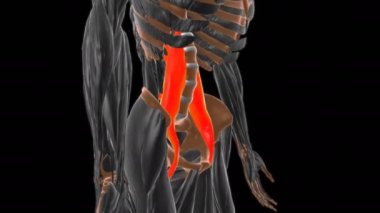 Tıbbi Konsept için Psoas Büyük Kas Anatomisi 3 boyutlu animasyon