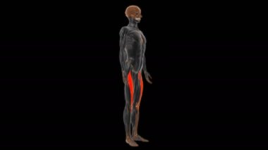 Tıbbi Konsept için rektus femoris kas anatomisi 3 boyutlu animasyon _ 300