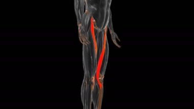 Tıbbi Konsept için Sartorius Kas Anatomisi 3 boyutlu animasyon