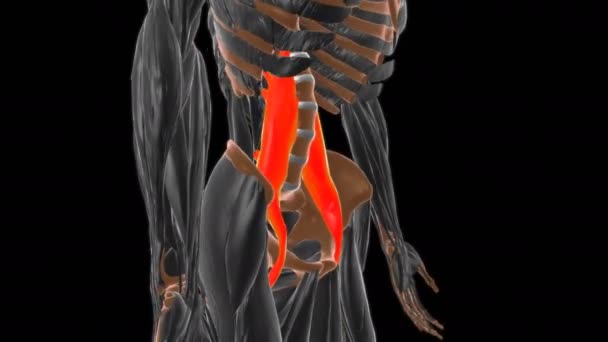 Anatomía Muscular Importante Psoas Para Animación Del Concepto Médico — Vídeo de stock