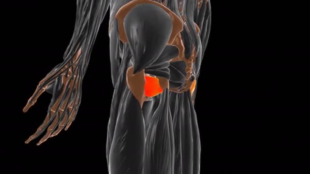 Quadratus Femoris 医学的概念のための筋肉解剖学3Dアニメーション — ストック動画