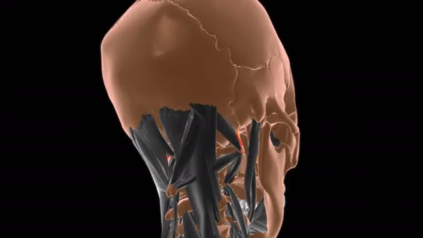 侧脑炎侧脑肌解剖应用于医学概念3D动画 — 图库视频影像