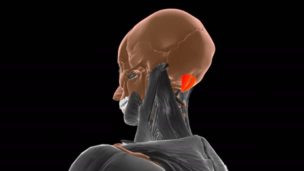Anatomia Minore Posteriore Del Muscolo Rectus Capitis Concetto Medico Animazione — Video Stock