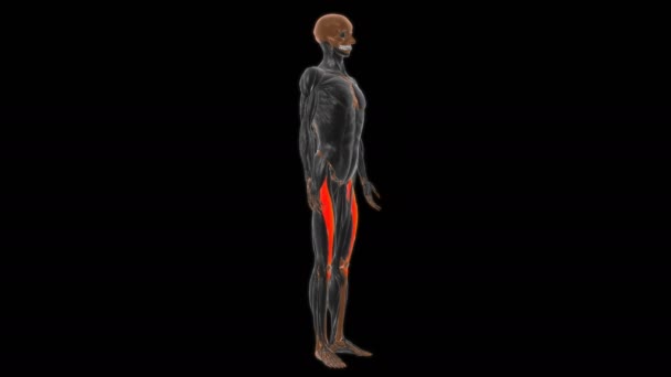 Anatomia Del Muscolo Del Femore Del Retto Concetto Medico Animazione — Video Stock