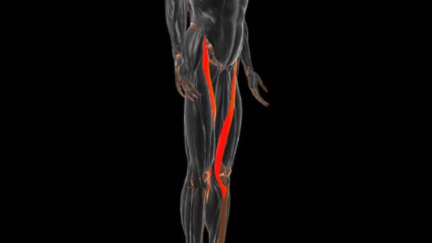 医学的概念のためのサルトリウス筋解剖学3Dアニメーション — ストック動画