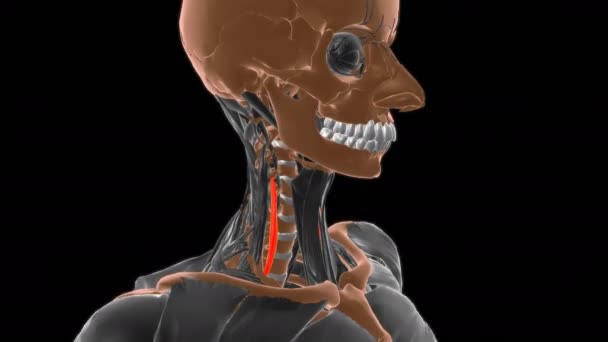 Scalenus Πρόσθια Μυϊκή Ανατομία Για Ιατρική Έννοια Animation — Αρχείο Βίντεο