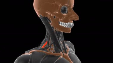 Tıbbi Konsept 3 boyutlu animasyon için Scalenus posterior kas anatomisi