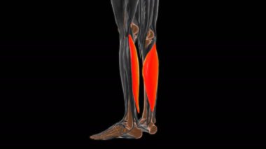 Soleus Kas Anatomisi Tıbbi Konsept 3 boyutlu animasyon