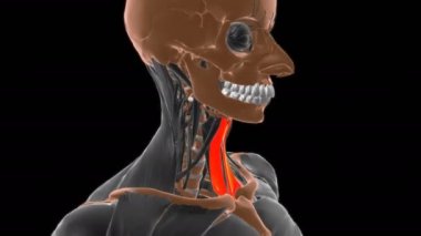 Sternohyoid Kas Anatomisi Tıbbi Konsept 3 boyutlu animasyon