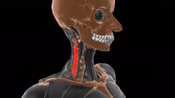 Scalenus Medius 医学的概念のための筋肉解剖学3Dアニメーション — ストック動画