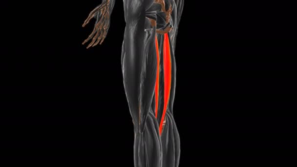 Semitendinosus Muscle Anatomy Medical Concept Animation — Stock Video