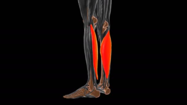 Soleus肌肉解剖应用于医学概念3D动画 — 图库视频影像