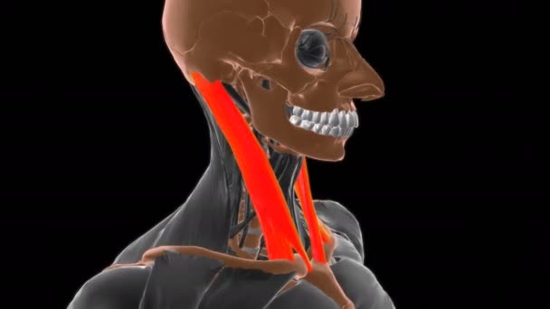 Sternocleidomastoid Anatomia Mięśni Dla Koncepcji Medycznej Animacja — Wideo stockowe