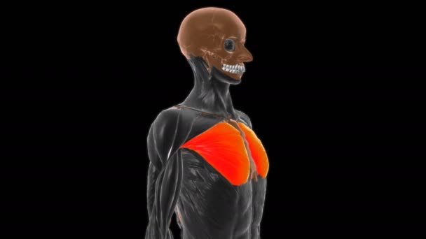 Parte Esternocostal Pectoral Mayor Anatomía Para Concepto Médico Animación 300 — Vídeo de stock