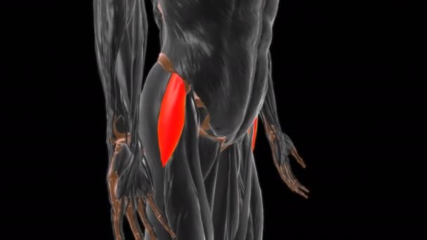 医学概念3D动画张量筋膜肌解剖 — 图库视频影像