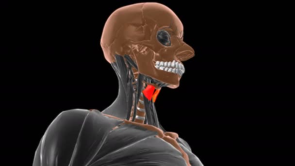 Thyrohyoid Muscle Anatomy Medical Concept Animation — Stock Video