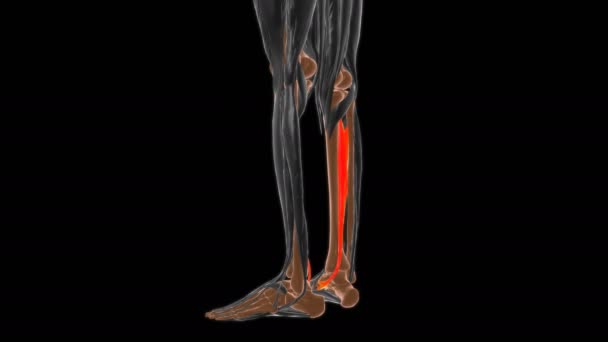 Tibialis後頭部 医学的概念のための筋肉解剖学3Dアニメーション — ストック動画
