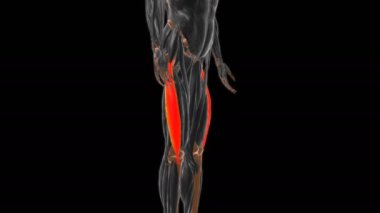 Tıbbi Konsept 3 boyutlu animasyon için Vastus lateralis Kas Anatomisi