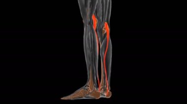 Tıbbi Konsept için Plantaris Kas Anatomisi 3 boyutlu animasyon