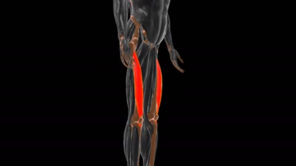 医学概念3D动画的Vastus中间体肌肉解剖 — 图库视频影像