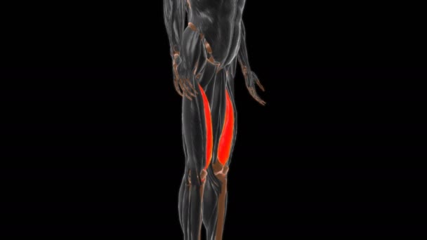 医学概念3D动画中的血管内侧肌解剖 — 图库视频影像