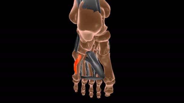 Противоположности Digiti Минимума Ноги Мышцы Анатомия Медицинской Концепции Анимации — стоковое видео