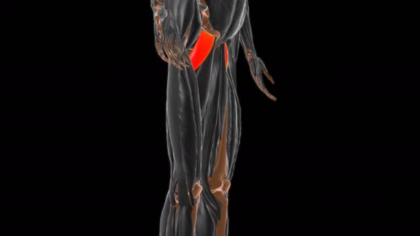 医学概念3D动画的贝氏肌解剖 — 图库视频影像
