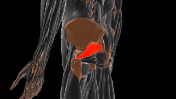 Piriforis Kas Anatomisi Tıbbi Konsept Boyutlu Animasyon — Stok video