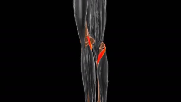 Popliteus Muscle Anatomy Für Medizinisches Konzept Animation — Stockvideo