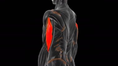 Tıbbi Konsept 3 boyutlu animasyon için yan kafa triseps brachii kas anatomisi