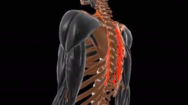 Levatores Kostarum longi Kas Anatomisi Tıbbi Konsept 3 boyutlu animasyon