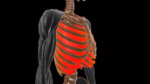 Внутренняя Межреберная Мышечная Анатомия Анимации Медицинской Концепции — стоковое видео