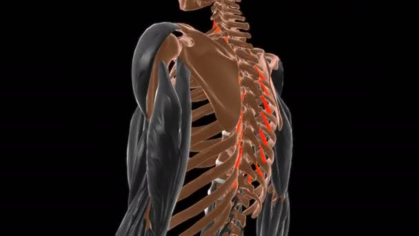 Anatomia Músculo Das Breves Levatores Para Animação Médica Conceito — Vídeo de Stock