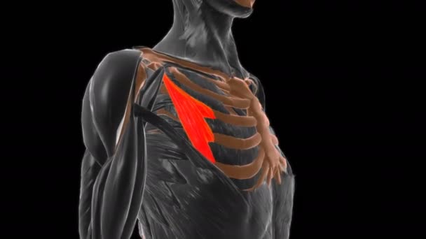 Pectoralis Minor Muscle Anatomy Medical Animation — стоковое видео