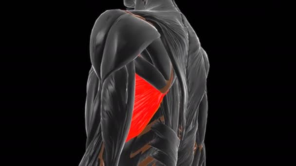 Anatomía Anterior Del Músculo Serratus Para Animación Del Concepto Médico — Vídeos de Stock