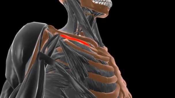 Subclavius 医学的概念のための筋肉解剖学3Dアニメーション — ストック動画