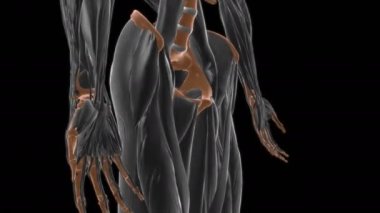 Tıbbi Konsept 3 boyutlu animasyon için transversus torasis kas anatomisi