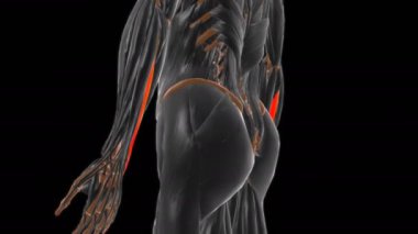 Tıbbi Konsept 3 boyutlu animasyon için Extensor carpi ulnaris kas anatomisi