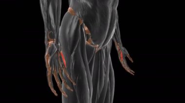 Tıbbi Konsept 3 boyutlu animasyon için el kasları anatomisi Flexor digiti minimi brevis