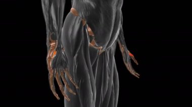 Tıbbi Konsept 3 boyutlu animasyon için Flexor Pollicis brevis Kas Anatomisi