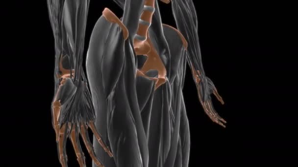 医学概念3D动画中的胸肌解剖 — 图库视频影像