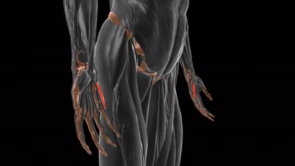 Flexor Digiti Minimi Brevi Mano Anatomia Muscolare Concetto Medico Animazione — Video Stock