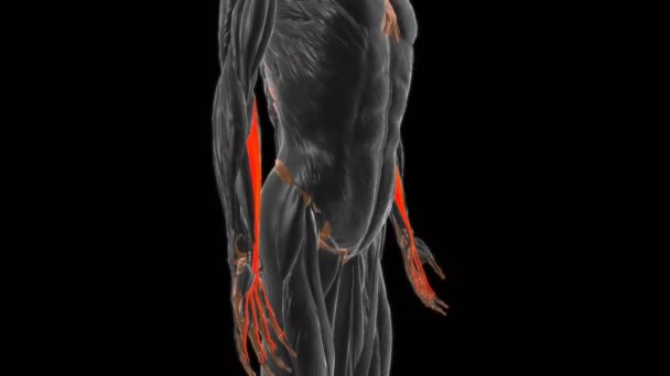 Flexor Digitorum Superficialis Muscle Anatomy Medical Concept Animace — Stock video