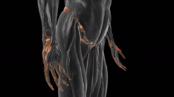 Fexor Pollicis Brevis Muscle Anautopsy Medical Concept 3D动画 — 图库视频影像
